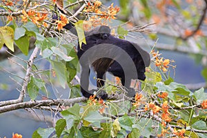 Mantled Howler Monkey  842372 photo