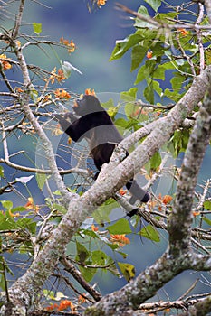 Mantled Howler Monkey  842388 photo