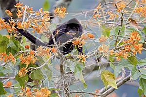 Mantled Howler Monkey  842378 photo