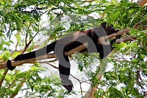 Mantled howler monkey photo