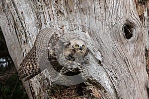 Mantling Great Horned Owl Fledgling