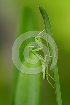 Mantodea is on a green leaf.