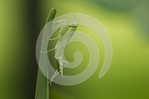 Mantodea is on a green leaf.
