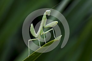 Mantodea is on a green leaf.