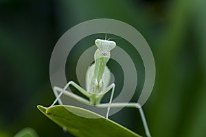 Mantodea is on a green leaf.