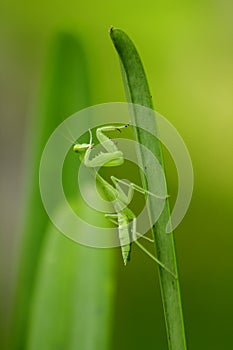 Mantodea is on a green leaf.