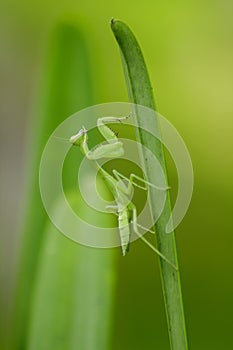 Mantodea is on a green leaf.