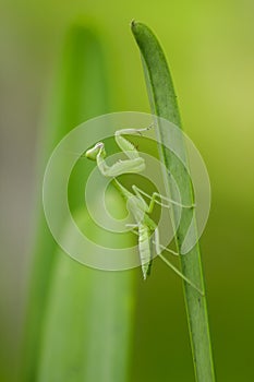 Mantodea is on a green leaf.