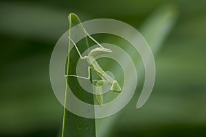 Mantodea is on a green leaf.