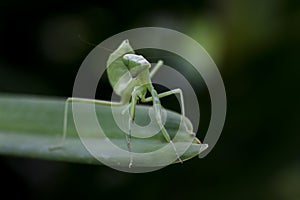 Mantodea is on a green leaf.