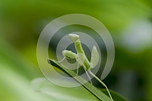 Mantodea is on a green leaf.