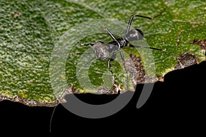 Mantoidid Mantis Nymph