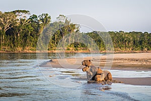 Manu National Park, Peru - August 06, 2017: Family of Capybara a