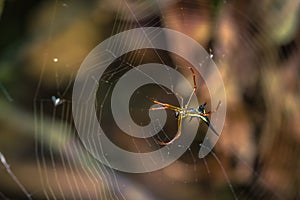 Manu National Park, Peru - August 07, 2017: Wild yellow spider i