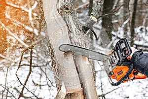 Manual chainsaw. Man hands, saws a tree in the woods in winter a