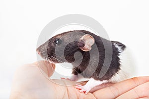 Manual domestic rat on a female hand. Spotted black and white rat. Caring for animals