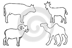 Manual Draw sketch 4 animal that are allowed to be slaughted in idul adha