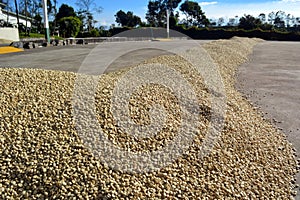 Manual drying of ripe coffee beans on a coffee plantation in Costa Rica