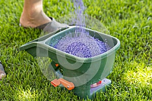 Manual fertilizing of the lawn in back yard in spring time. Close up