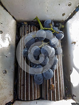 Manual grape crusher