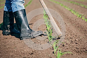 Manual labor in agriculture