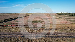 Manual onion harvesting in Rio Negro, Argentina