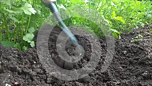 Manual rake bed with parsley loosens and bores