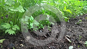 Manual rake bed with parsley loosens and bores