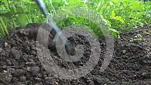 Manual rake bed with parsley loosens and bores