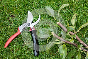 Manual secateur on a lawn with cutted twigs, branches of a tree. The concept of pruning trees in spring and autumn. Metal pruner