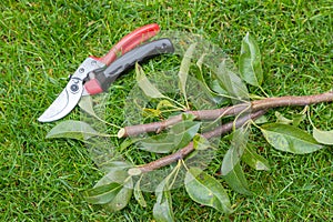 Manual secateurs on a lawn with cutted twigs, branches of a tree. The concept of pruning trees in spring and autumn. Metal pruner