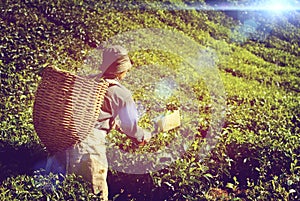 Manual Worker Picking Tea Plantation Harvesting Industry Job