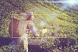 Manual Worker Picking Tea Plantation Harvesting Industry Job