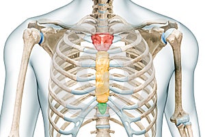 Manubrium, body and xiphoid process bones of the sternum in colors 3D rendering illustration isolated on white with copy space.