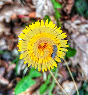 Manuelia gayi. Insect. Yellow flowers. Nature.