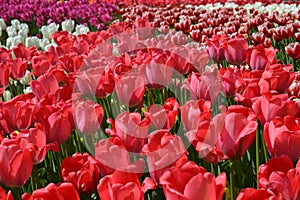 Manufacture of growing flowers. Big plantation of red tulips on sunny day in spring. Beautiful natural exhibition open space with