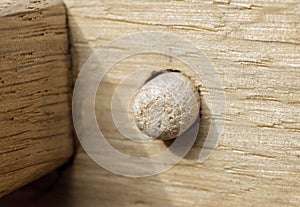 Manufacture of wooden barrels in the factory