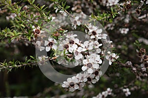 Manuka Flowers