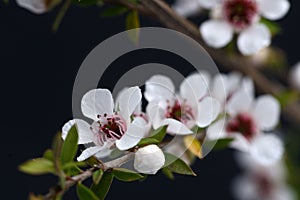 Manuka flowers