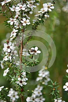 Manuka flowers blooming in spring in New Zealand