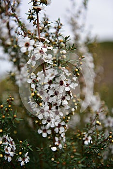 Manuka flowers blooming in spring in New Zealand