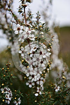 Manuka flowers blooming in spring in New Zealand