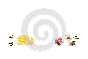 Manuka flowers with pure manuka honey in honeycomb isolated on white background with copy space