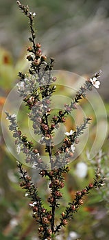 Manuka flowers turning to seeds