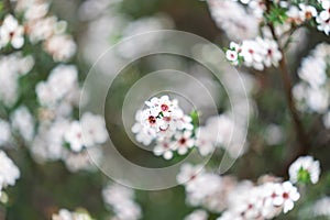 Manuka in full bloom