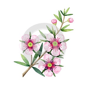 Manuka Honey branch, leaves and flower. Hand drawn watercolor illustration isolated on white
