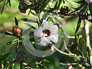 Manuka or leptospermum scoparium flower and fruits