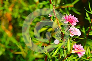 Manuka myrtle(leptospermum scoparium)