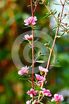 Manuka myrtle(leptospermum scoparium)