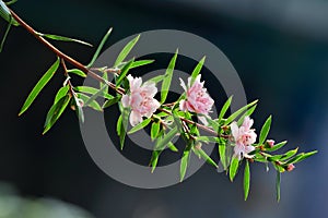 Manuka myrtle(leptospermum scoparium)